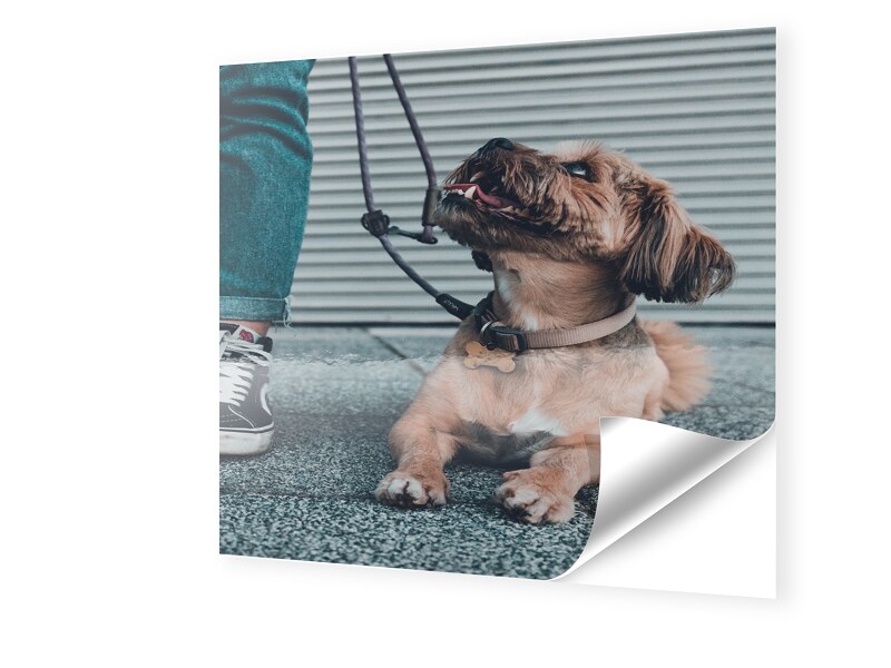 Image of Foto auf Klebefolie im Format 130 x 130 cm quadratisch im Format 130 x 130 cm